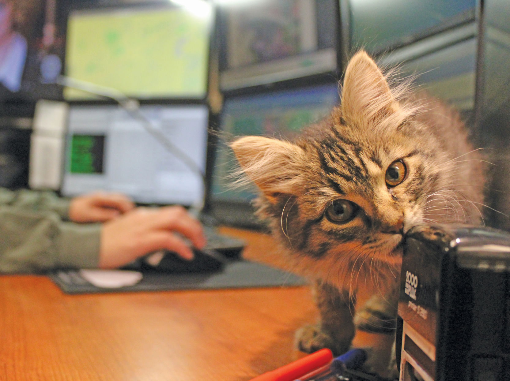 Bryant PD kitty